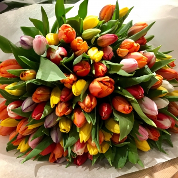 Tulips