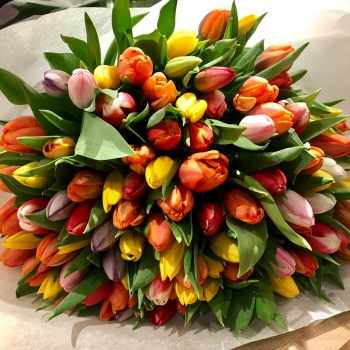 Tulips